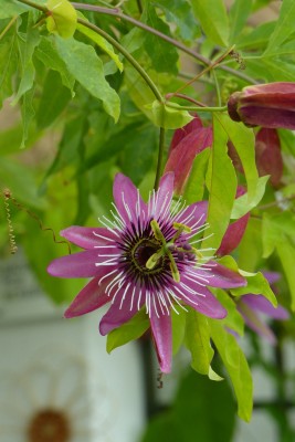 i passiflora Victoria, kocham je wszystkie, kojarzą mi się z cieplutkim klimatem śródziemnomorskim :)