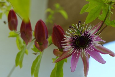 passiflora Victoria na sznurku pod dachem