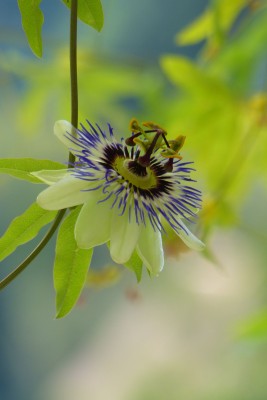 to passiflora niebieska caerulea