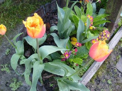 tulipany Crispa Lambada.jpg