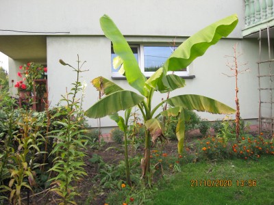 bananowiec poszarpany wiatrami ,ale ma odrosty młodych roślin