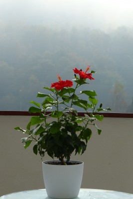 ten kwiat utrzymuje się na roślinie przez jeden, góra dwa dni, tak samo jest z passiflorami