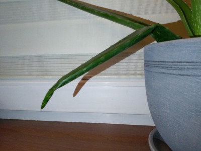 Aloes - Złamany zapadnięty liść