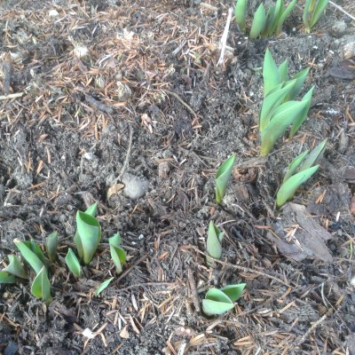 Pokazują się liście tulipanów
