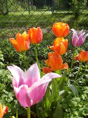 kolej na tulipany.jpg