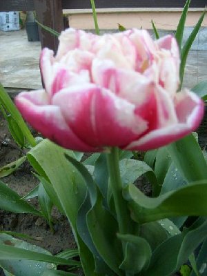 tulipan pełny.jpg