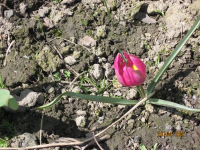 to te tulipany botaniczne tak nieśmiało kwitną