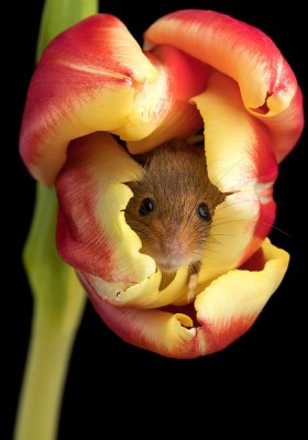 mysz-w-tulipanie-miles-h-fb01ea2.jpg