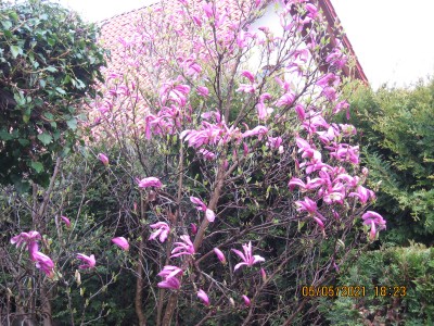 magnolia SUSAN