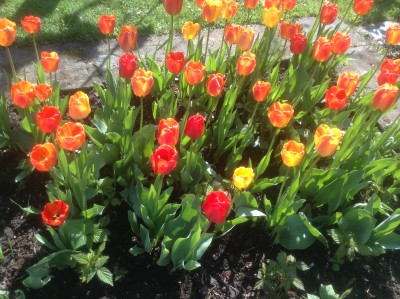 Tulipany kończą kwitnienie
