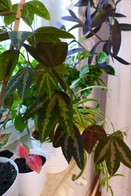 passiflora trifasciata nadal w domu, ma fajne liście