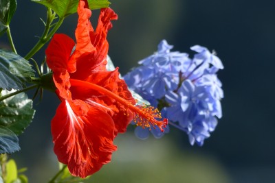 kwitnie hibiskus (dziś 5 kwiatów) i niebieski ołownik