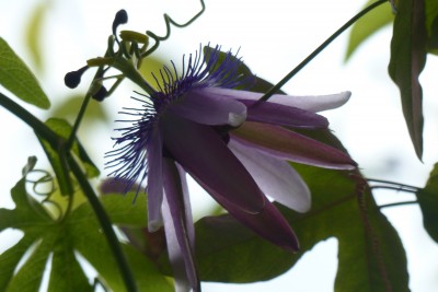 passiflora ametyst zwana lavender lady