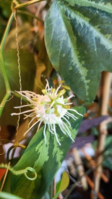 kwitnie passiflora trifasciata