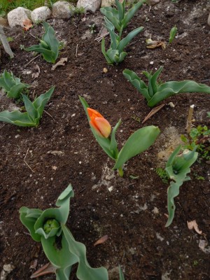 jeden tulipan pokazał kolor
