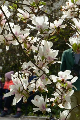 kwitną magnolie