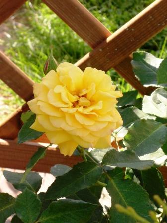 róża 'Goldstern'