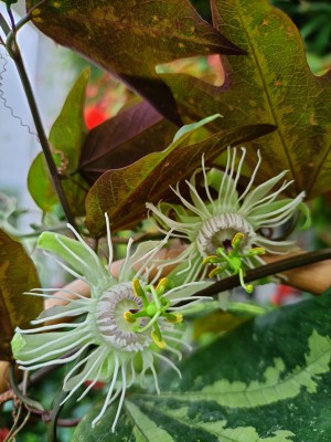 dzisiejsza passiflora trifasciata