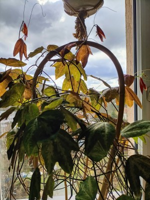 passiflora z kuchennego okna