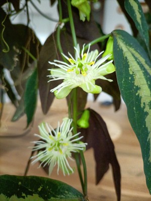 i passiflora trifasciata, stale kwitnąca