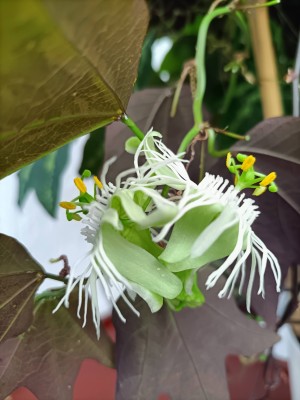 passiflora trifasciata