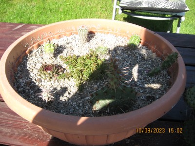 moje nowe kaktusowo ,szybko to rośnie ,w maju były takie ledwo widoczne miniaturki