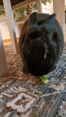 on lubi brokuły