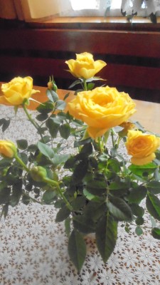 te róże dla Ciebie