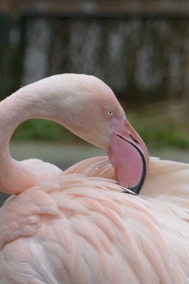 ZOO i flamingi na wybiegu
