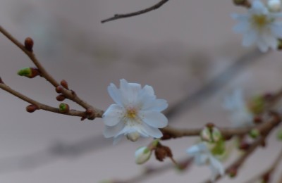 Na Krakowskich Plantach kwitnie śliwa<br />Śliwa, Prunus x subhirtella zwana też zimową pięknością i podobno u niej to normalne , że zakwitła, bo kwitnie właśnie o tej porze roku.