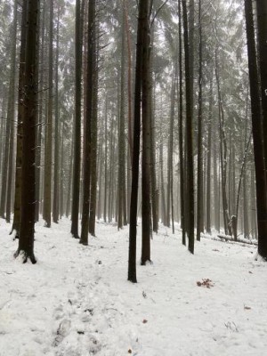 sosnowy las na początku zimy