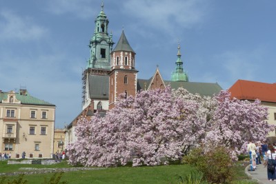 na Wawelskim Wzgórzu zakwitły magnolie