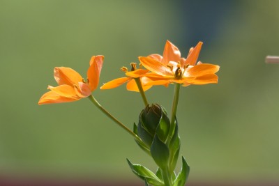 Śniedek wątpliwy<br />Roślina<br />Tłumaczenie z języka angielskiego-Ornithogalum dubium, nazwy zwyczajowe gwiazda słońca, gwiazda betlejemska lub żółta szynszyla, to gatunek rośliny kwitnącej z rodziny szparagowatych, podrodziny Scilloideae. Jest to endemit południowoafrykański.