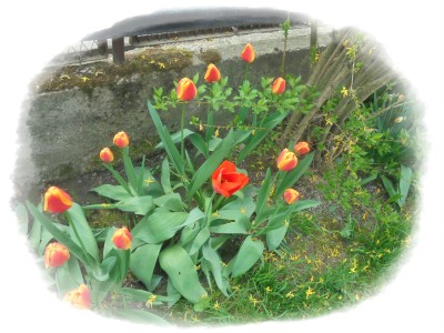 DSC07415koło tulip.JPG